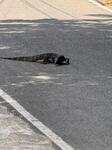 IMG_4728.jpeg