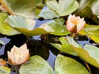 IMG_8924.jpeg