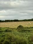IMG_8909.jpeg