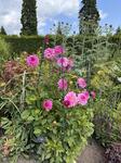 IMG_8949.jpeg